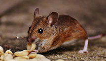 24 Hour & Emergency Exterminators in Alfred, ND